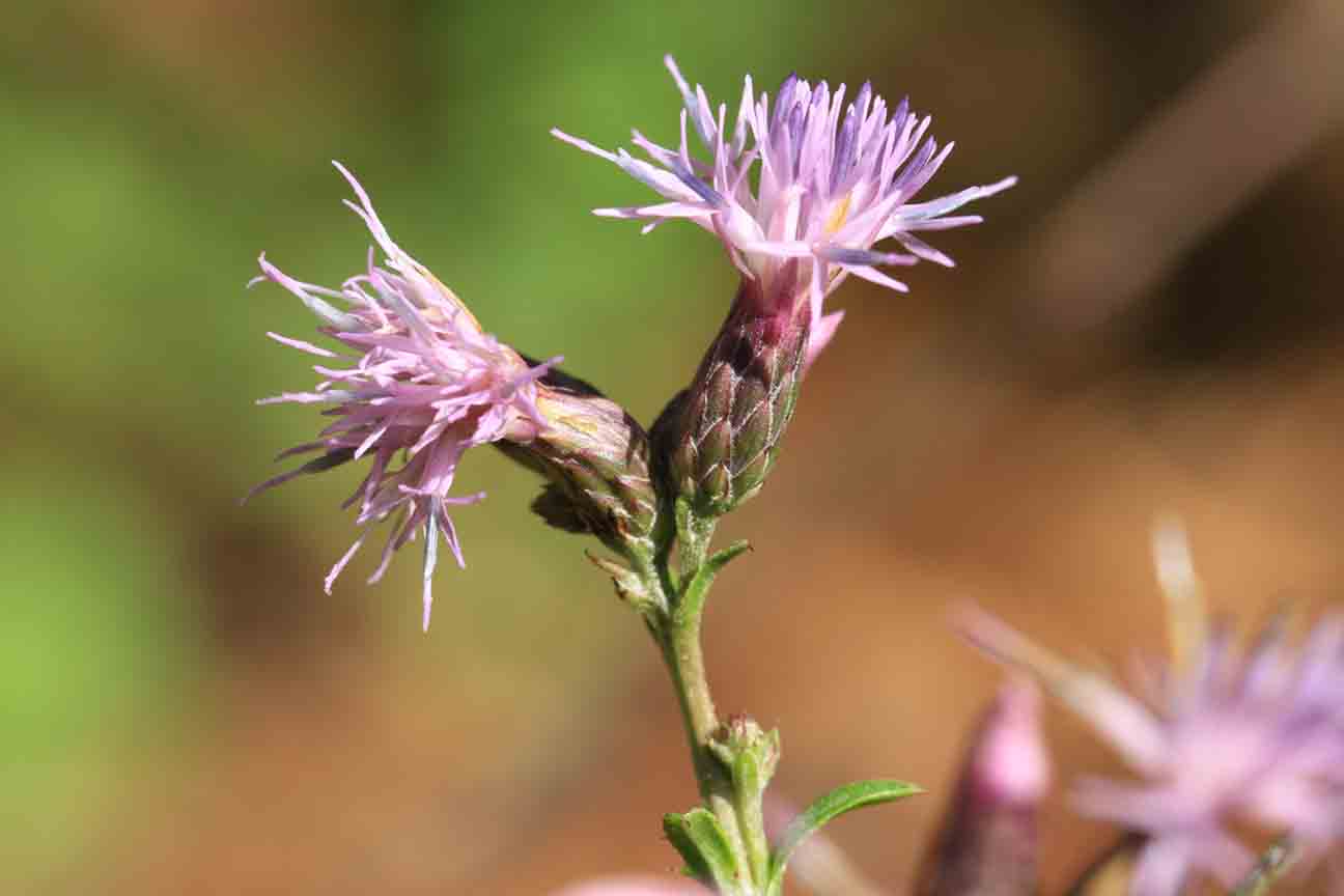 Serratula tinctoria / Cerretta comune